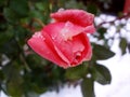 Rose under the snow (Ãâ¬ÃÂ¾ÃÂ·ÃÂ° ÃÂ¿ÃÂ¾ÃÂ´ ÃÂÃÂ½ÃÂµÃÂ³ÃÂ¾ÃÂ¼)